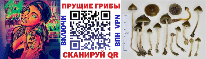 Псилоцибиновые грибы мицелий  Майский 